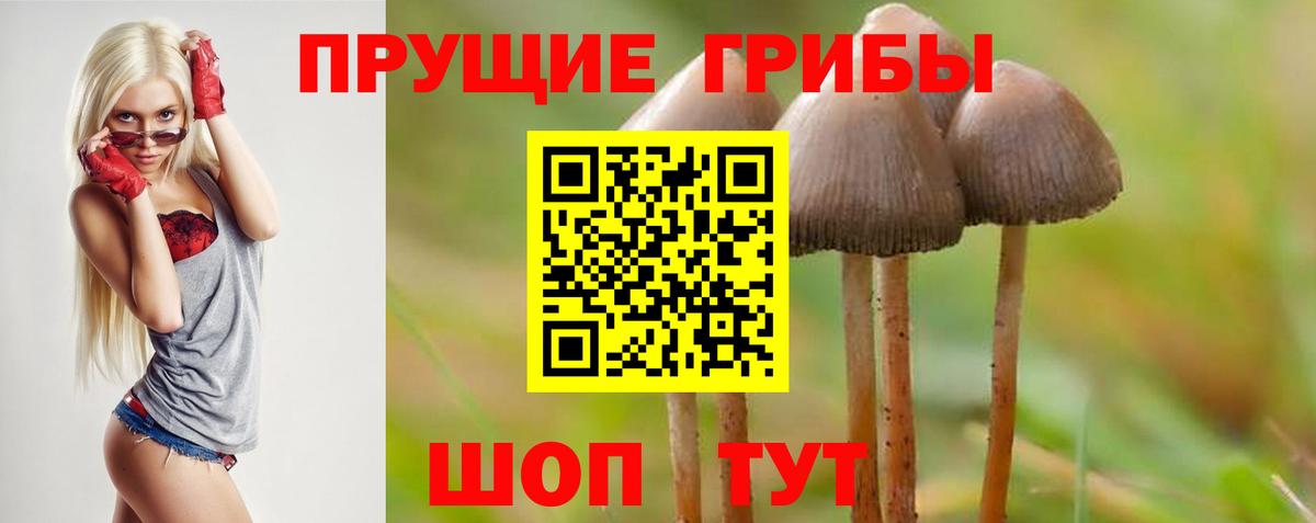 Псилоцибиновые грибы GOLDEN TEACHER Вичуга